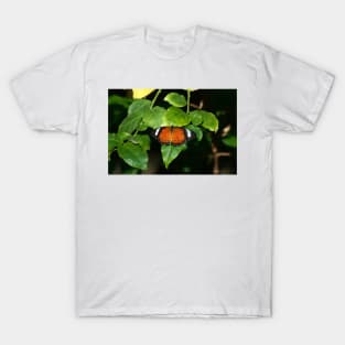 Monarch At Rest T-Shirt